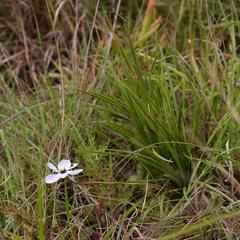 Aristea cantharophila