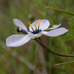 Aristea cantharophila