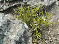 Tridactyle tridentata