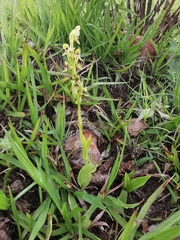 Habenaria nogeirana