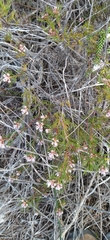 Serruria nervosa
