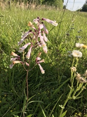 Penstemon australis