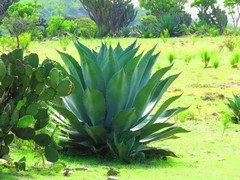 Agave scaposa