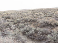 Artemisia tridentata tridentata
