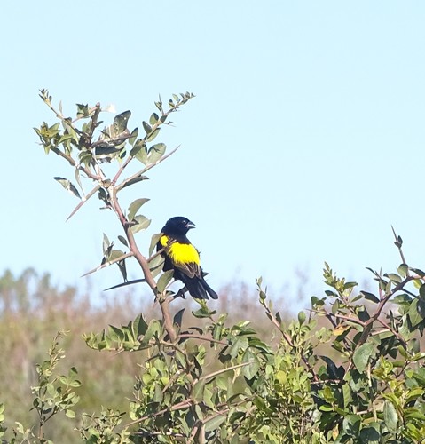 Yellow Bishop (Euplectes capensis), photo 10