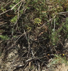 Pelargonium rapaceum