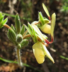 Pelargonium rapaceum