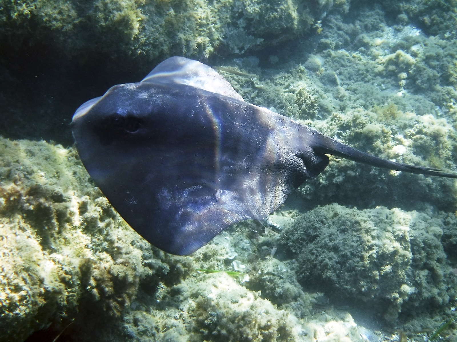 Real Monstrosities: Pelagic Stingray