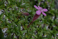 Saponaria caespitosa