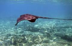 Pteroplatytrygon violacea