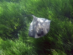 Pteroplatytrygon violacea