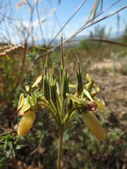 Pelargonium rapaceum