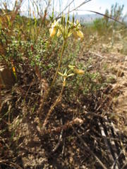 Pelargonium rapaceum