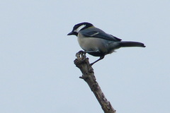 Parus minor okinawae