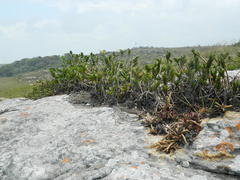 Tridactyle bicaudata rupestris