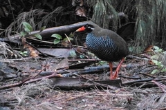 Gallirallus okinawae