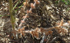 Pelargonium rapaceum