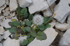 Crepis pygmaea