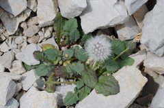 Crepis pygmaea