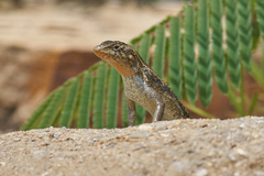 Sceloporus siniferus