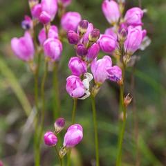 Ixia erubescens
