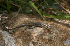 Sceloporus siniferus