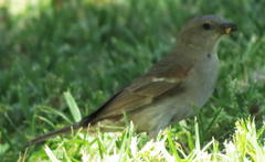 Passer diffusus stygiceps