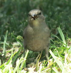 Passer diffusus stygiceps