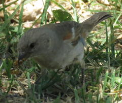 Passer diffusus stygiceps