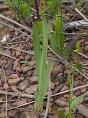 Ixia scillaris scillaris