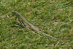 Aspidoscelis mexicanus