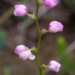 Ixia scillaris scillaris