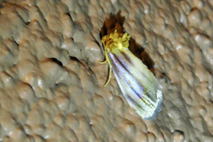 Eulithosia plesioglauca