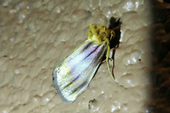 Eulithosia plesioglauca