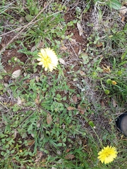 Pyrrhopappus pauciflorus multicaulis