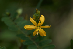 Echeandia montealbanensis