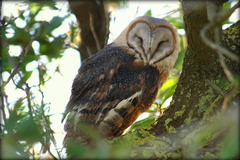 Tyto alba poensis