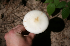 Amanita aestivalis