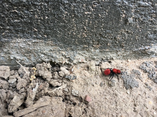 iNaturalist observation photo of Pacific Velvet Ant