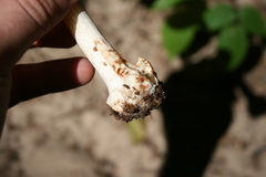 Amanita aestivalis