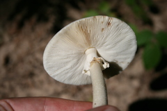 Amanita aestivalis