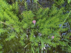 Proserpinaca pectinata