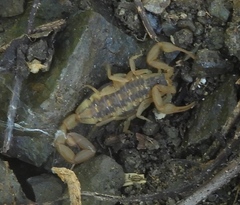 Centruroides baldazoi