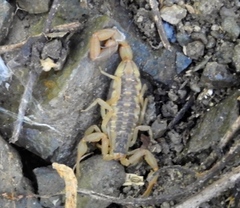 Centruroides baldazoi