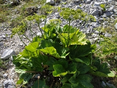 Heracleum sphondylium orsinii