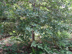 Ilex × altaclerensis