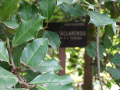 Ilex × altaclerensis