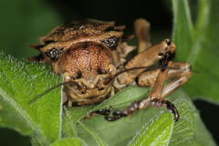 Enyaliopsis transvaalensis