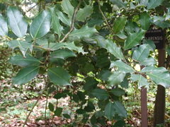 Ilex × altaclerensis