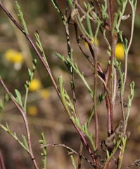 Oncosiphon africanus